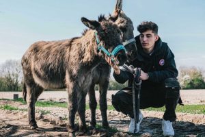 สัตว์ในดวงใจ! ‘ฮาแวร์ตซ์’ เชื่อตนใจเย็นเหมือน ‘ลา’