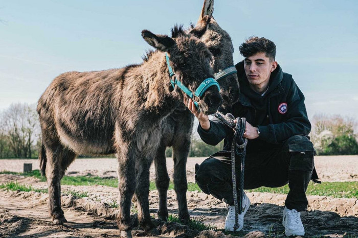 สัตว์ในดวงใจ! ‘ฮาแวร์ตซ์’ เชื่อตนใจเย็นเหมือน ‘ลา’