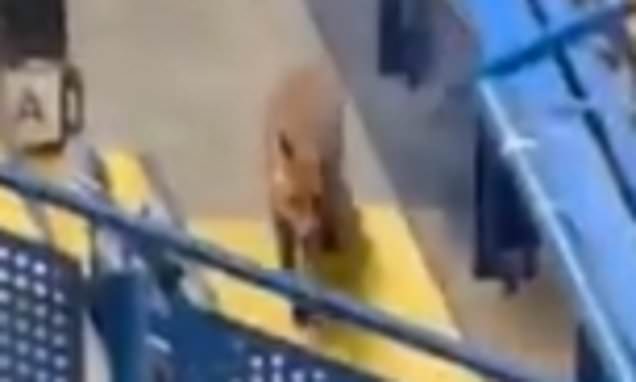 ขอผมเดินหน่อย! ‘สุนัขจิ้งจอก’ หลุดเข้าเดอะบริดจ์ก่อนเกมบาร์ซ่า